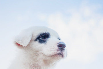 White dog Looks Like Panda Bear, Sky Background in Phuket Thailand.