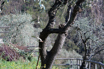 Fototapeta premium Albero di olivo contorto