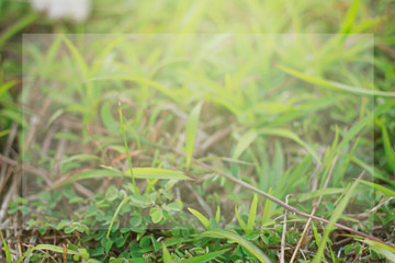 Green grass background in front garden, Textures Green tone in Phuket Thailand