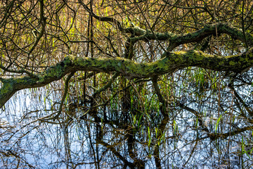 Tree reflected in a pond