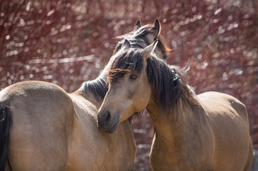 Portrait of buckthorn horses in the red forest