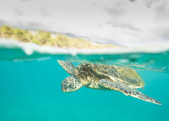 Hawaiian Green Sea Turtle swimming on the reef