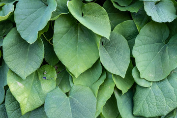 green bush of Aristolochia Macrophylla. leaves texture close-up