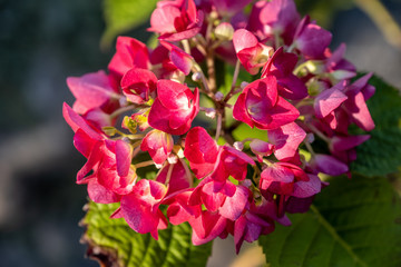 blooming bush of hydrangea macrophylla red baron. flowers close-up