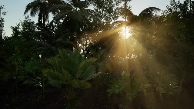 Sun beams of light penetrating dense lush green canopy of subtropical rainforest jungle wilderness, New Zealand