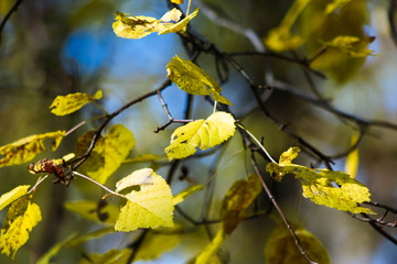 Autumn tree leaves background very shallow focus. Nature background with yellow foliage.