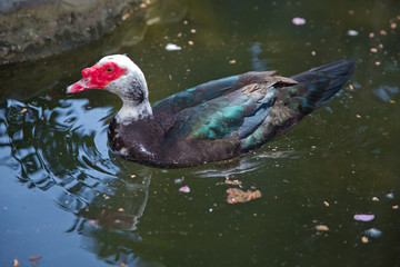 Muscovy duck, Cairina moschata, Anatidae, Anseriformes . His head is a white duck. a mute duck cairina moschata rests on a boulder in the middle of the pond with his chicks .