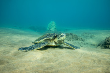 Naklejka na ściany i meble Hawaiian Green Sea Turtle swimming on the reef