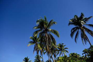 Fototapeta na wymiar Coconut palm trees and clear blue skies in El Salvador.