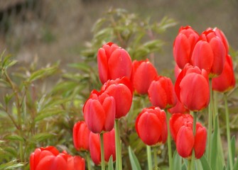 Obraz premium field of tulips