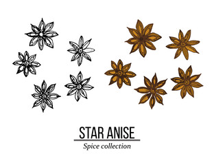 Spice collection, star anise hand drawn