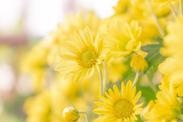 yellow flowers on green background