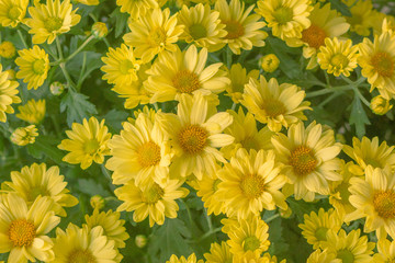 yellow flowers in the garden