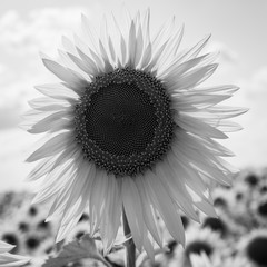 Fototapeta premium sunflowers bloom in a field on a farm