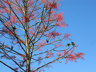 red branches of a tree against blue sky