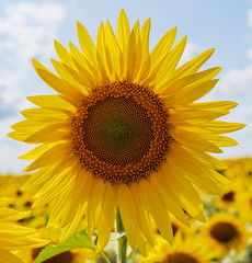 Obraz premium sunflowers bloom in a field on a farm