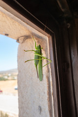 Grashüpfer makro am Fenster auch Naxos