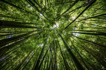Obraz na płótnie Canvas Bamboo forest of Hana, Maui