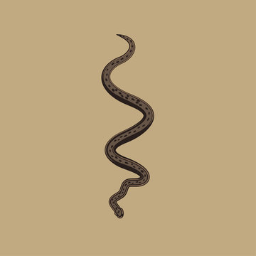 Brown python vector illustration