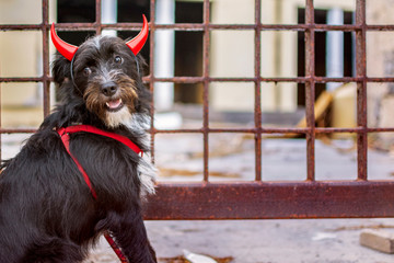 Black dog, sitting next to a fence, disguised as devil with red horns on halloween.