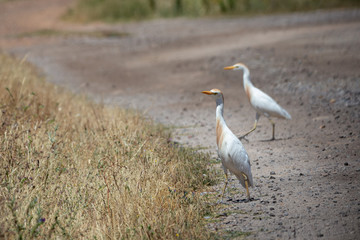 The western cattle egret (Bubulcus ibis) is a species of heron.