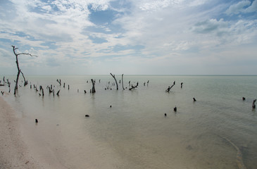 Group of Cormorant , Natural Habitat concept. Holbox, Mexico