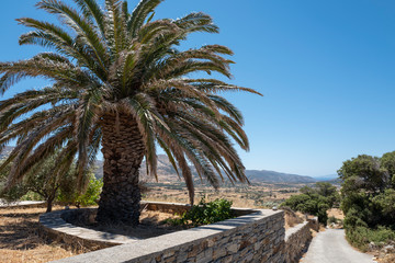 Fototapeta na wymiar Riesige Palme mitten auf griechischer Insel Naxos