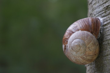 snail on a leaf