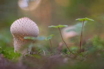 Evenings in the forrest with their  lights and shadows are amazing. Down, on the ground, is where live is in the forest, capture it!