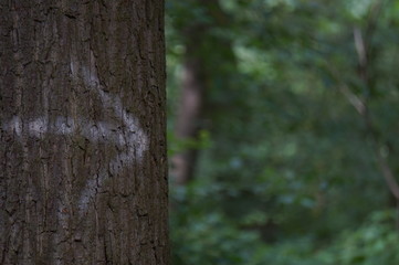 White Arrow on tree in forest