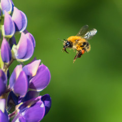 Bumblebee flies to the flower