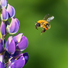 Bumblebee flies to the flower