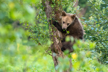 Young brown bear climbing on the apple tree. Carpathian mountains. Poland