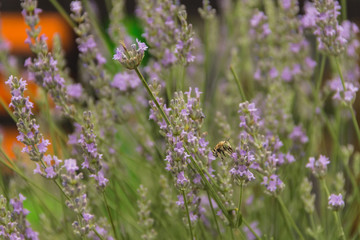 flowers in the garden