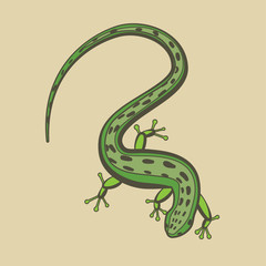 Lizard vector illustration