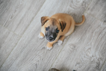puppy on the floor