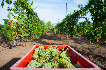 Vineyard. Grape harvesting