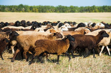 Flock of sheep on the meadow