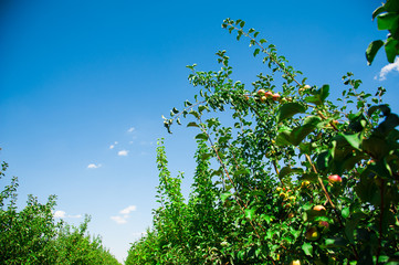 Apples grows on a branch among the green foliage