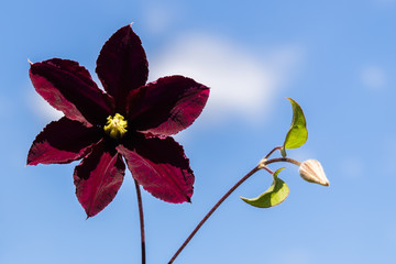 Flower on blue background