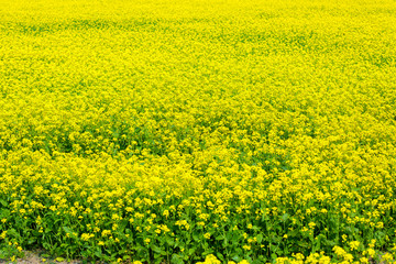 Mustard flower field is full blooming.