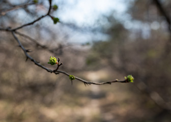 branch with blooming leaves in spring