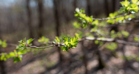 branch with blooming leaves in spring