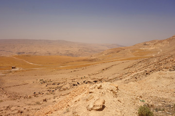 Fototapeta na wymiar Stado kóz w Jordanii