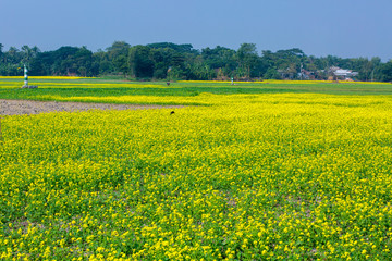 Mustard flower field is full blooming.