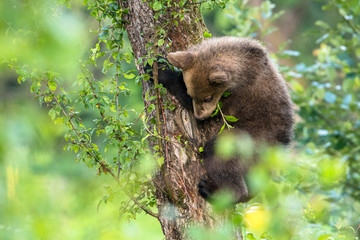 Young brown bear climbing on the apple tree. Carpathian mountains. Poland