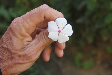 Flower White in my hand