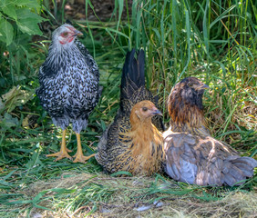3 Chickens