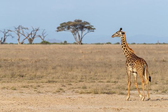 Masai giraffe walking through the grasslands of Amboseli