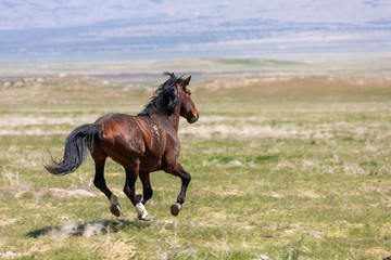 Magnificent Wild Horse in the Utah Desert